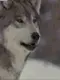 wolf howling