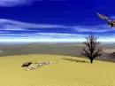 vulture in desert