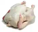 raw chicken