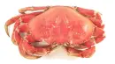 crab food