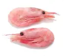 canal shrimp