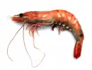 raw shrimp