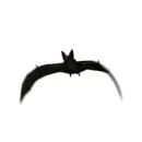 bat attack