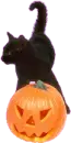 black cat and pumpkin