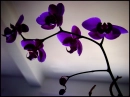Purple Orchids