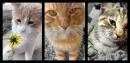 Three << Cats