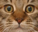 Cat Face