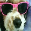Doggy!