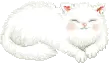 cute cat