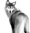Breaking Dawn Wolf