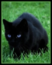 jepg << Black Cat Blue Eyes