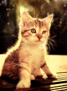 here kitty, kitty!
