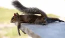 squirrel!!