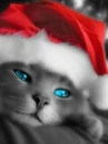 christmas kitty