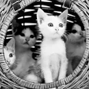 catbasket!