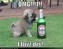funny animal