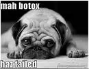 funny animal