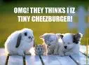 funny animal
