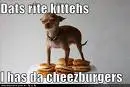 funny animal