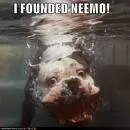 funny animal