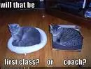 funny animal