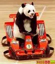 funny animal
