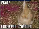 funny animal