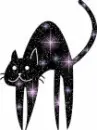 black cat