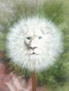 dandylion