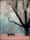 cherry blossom