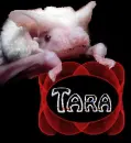 Tara's Bat
