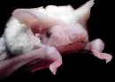 albino bat