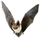flying bat