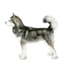 Alaskan Malamute