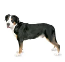 Mountain Dog