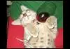 Drunk cat