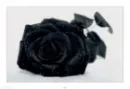 Black Rose