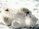 polar bear