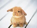 wabbit