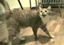 cat meowing