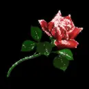 Rose.