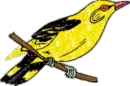 yellow finch
