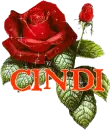 Beautiful Red Rose - Cindi
