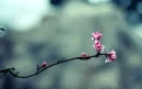 Flower Bud
