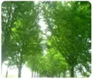 Trees
