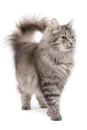 tabby cat