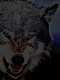 mad wolf