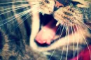 Cat Meow