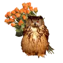 The owl gives roses