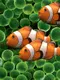 little clown fish